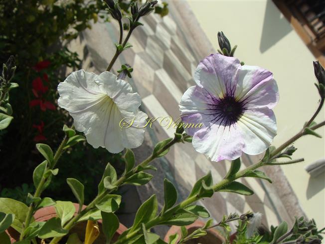  Flowering Shoot